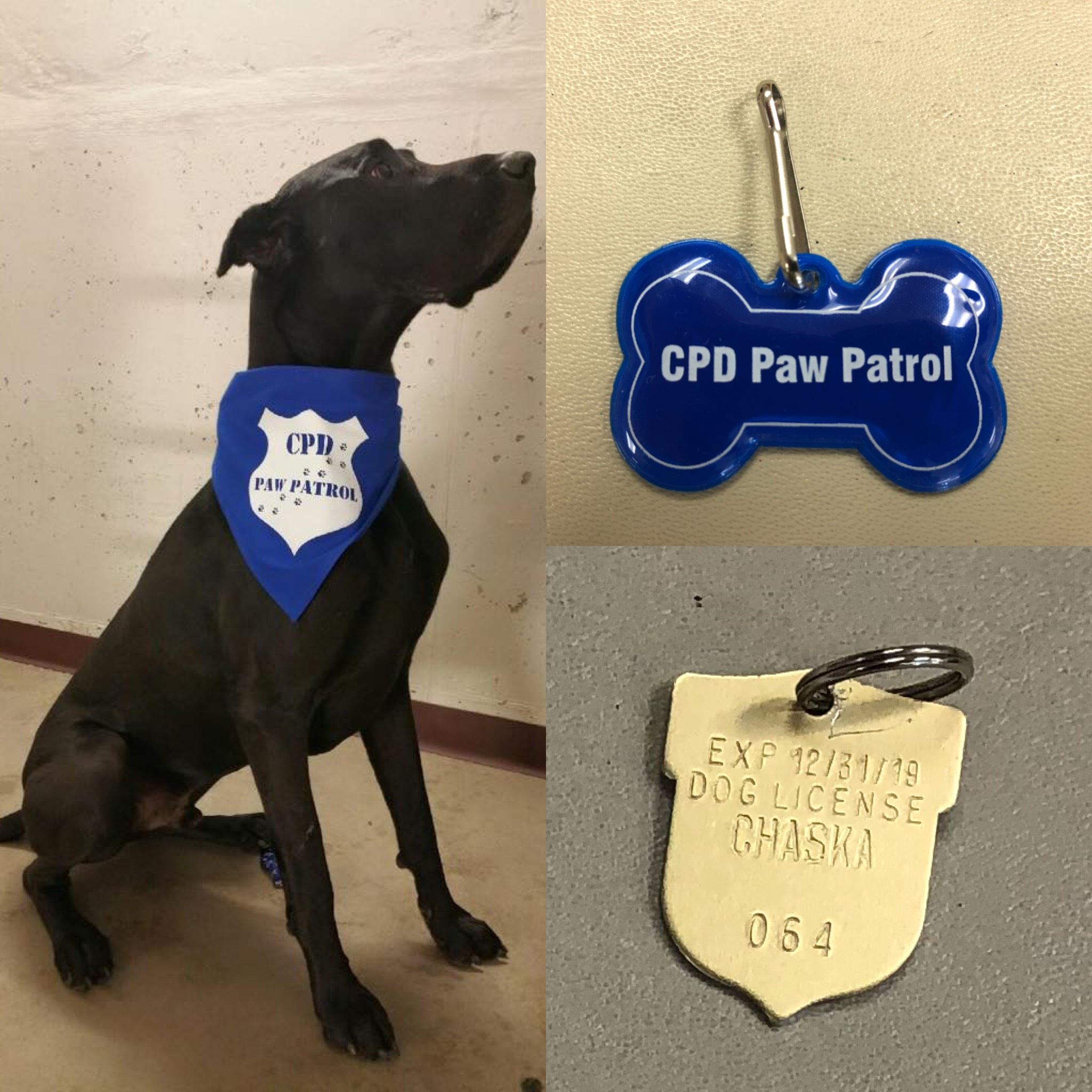 Photos of Black Dog with Paw Patrol Bandanna, Dog License, and Paw Patrol Tag